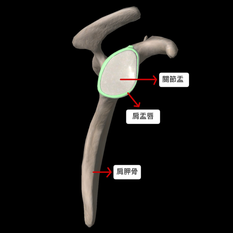 肩膀,肩膀結構,肩胛骨,關節孟,肩孟唇