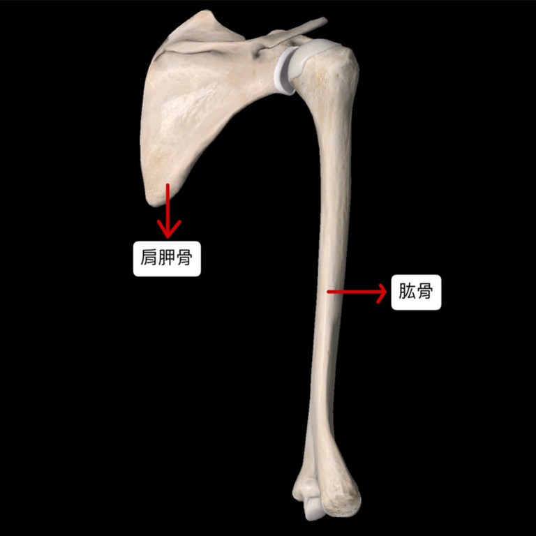 肩膀,肩膀結構,肩胛骨,關節孟,肩孟唇