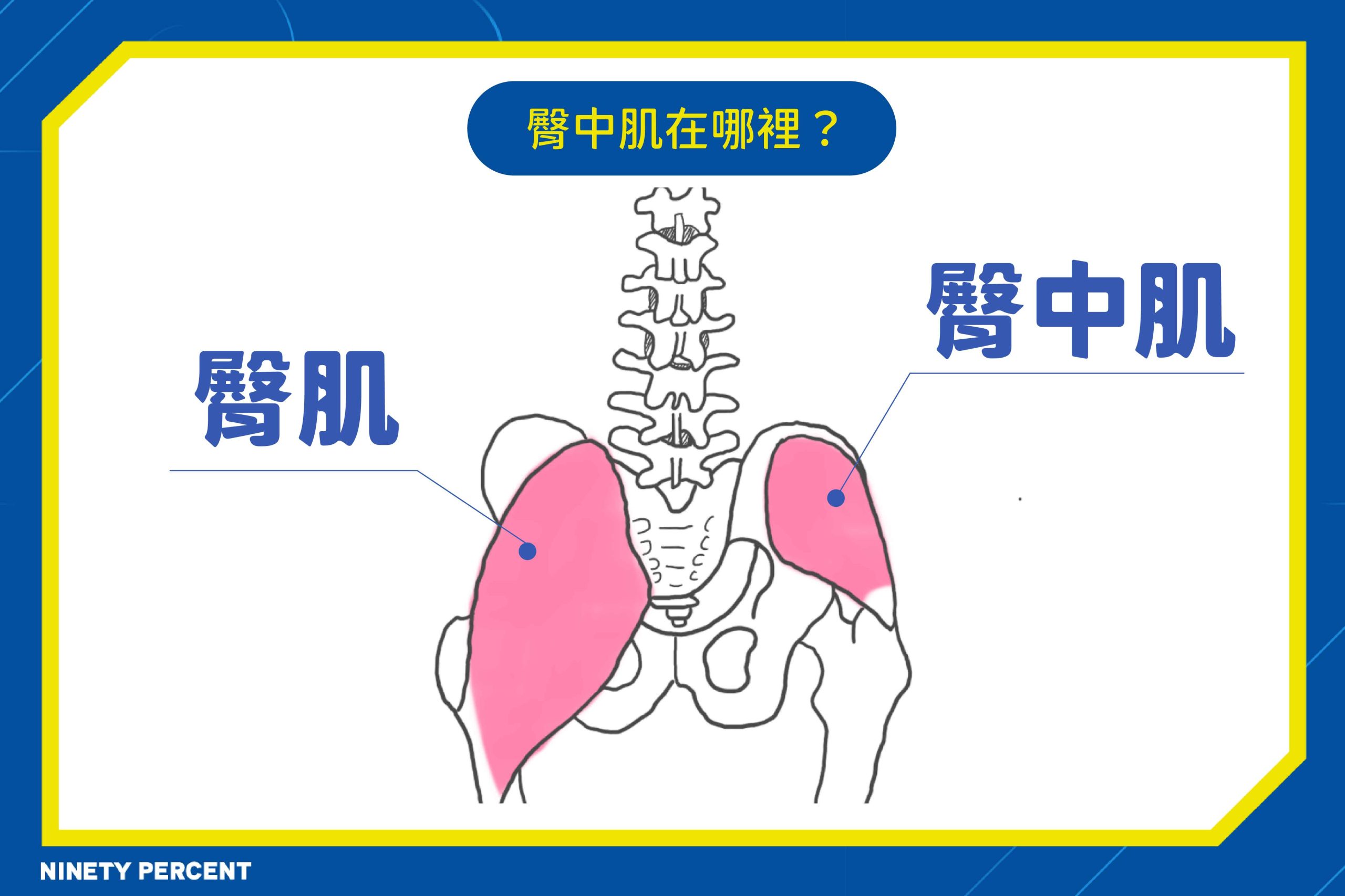 臀中肌在哪裡-臀中肌