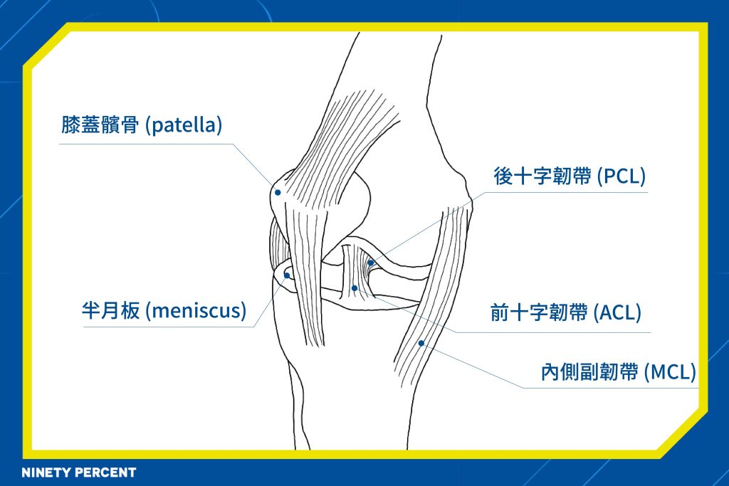 十字韌帶-前十字韌帶-後十字韌帶