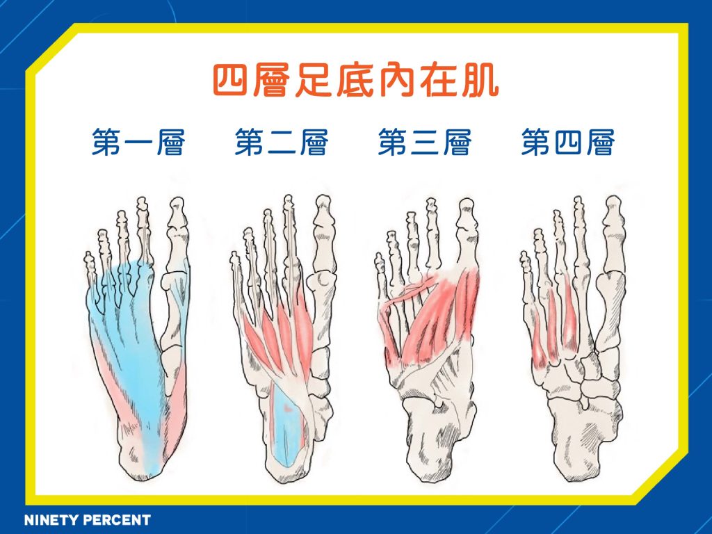足底筋膜-腳底板-腳底板痛